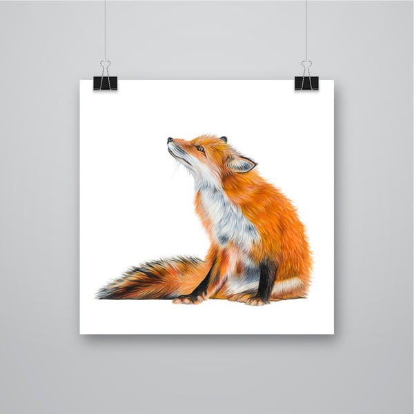 'Basil' Red Fox Giclee Print - Harebell Designs