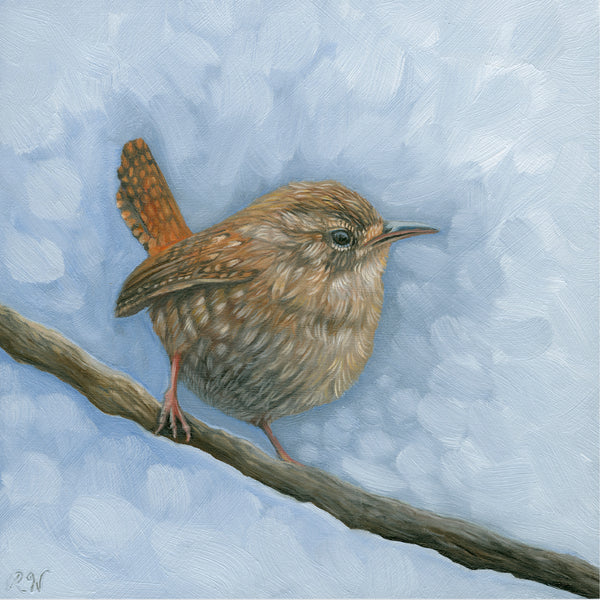 Blue Wren