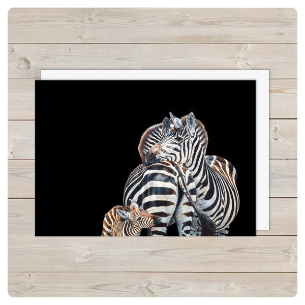 'Zebra Trio' Notecards - Harebell Designs