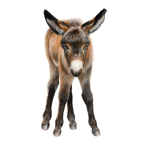 'Almond' Donkey Giclee Print - Harebell Designs