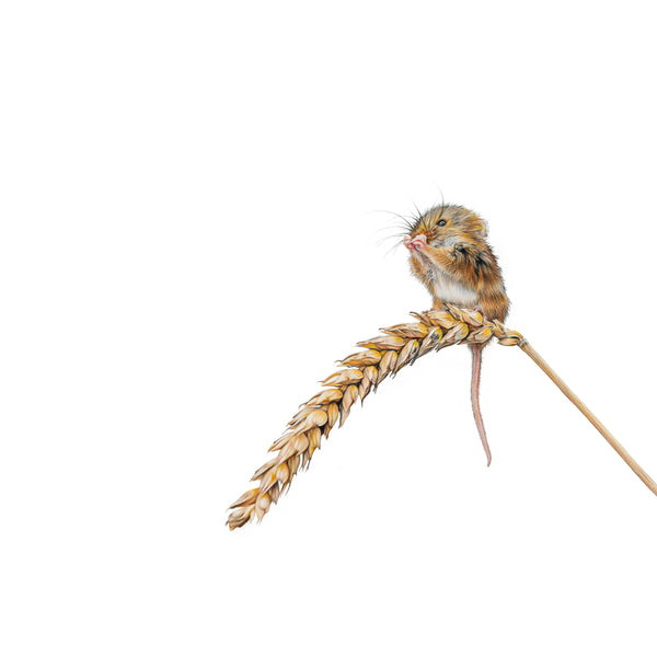 'Bosco' - Harebell Designs