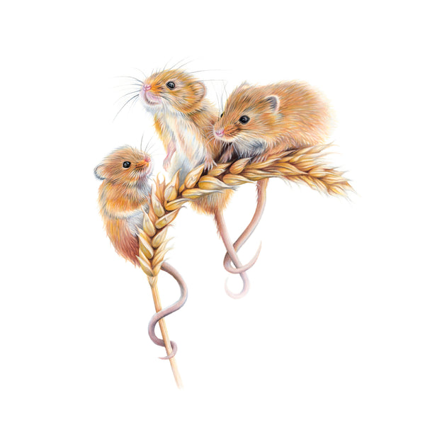 'Frisky, Graysey & Longtail' Harvest Mice Giclee Print - Harebell Designs