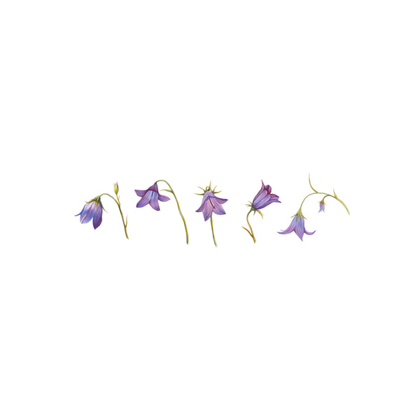'Harebell' Scottish Bluebell Flowers Giclee Print - Harebell Designs