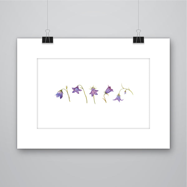 'Harebell' Scottish Bluebell Flowers Giclee Print - Harebell Designs