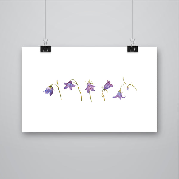 'Harebell' Scottish Bluebell Flowers Giclee Print - Harebell Designs