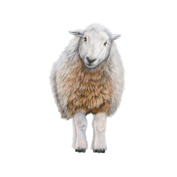 'Heidi' Herdwick Sheep Giclee Print - Harebell Designs