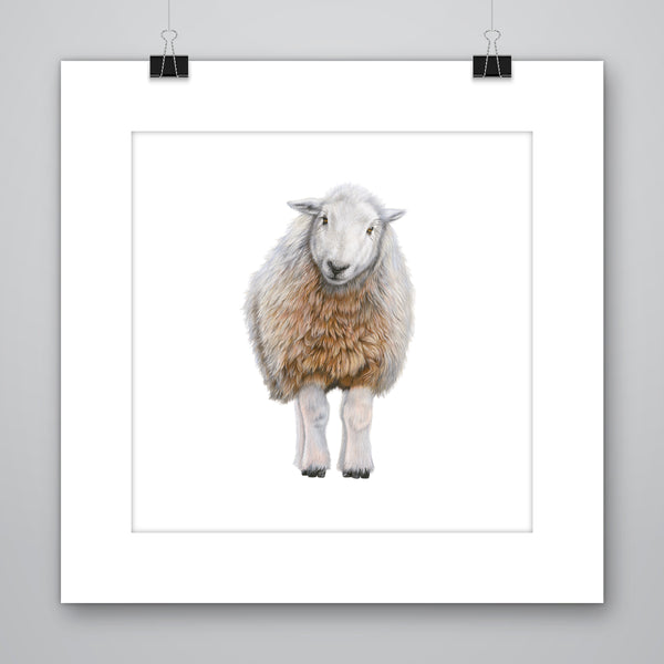 'Heidi' Herdwick Sheep Giclee Print - Harebell Designs