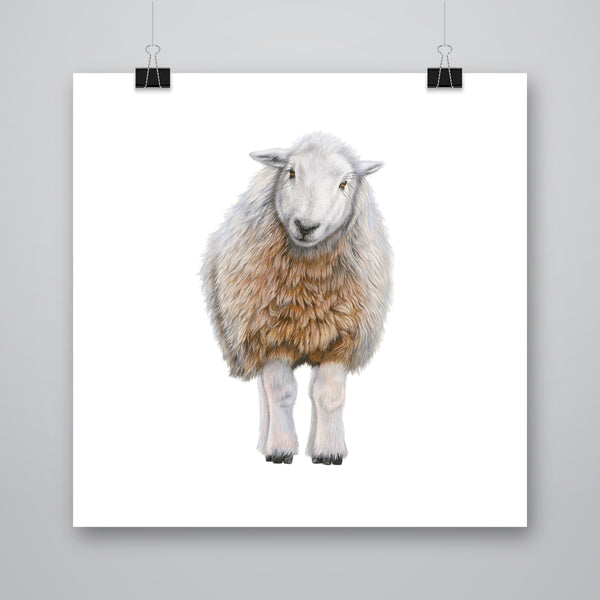 'Heidi' Herdwick Sheep Giclee Print - Harebell Designs