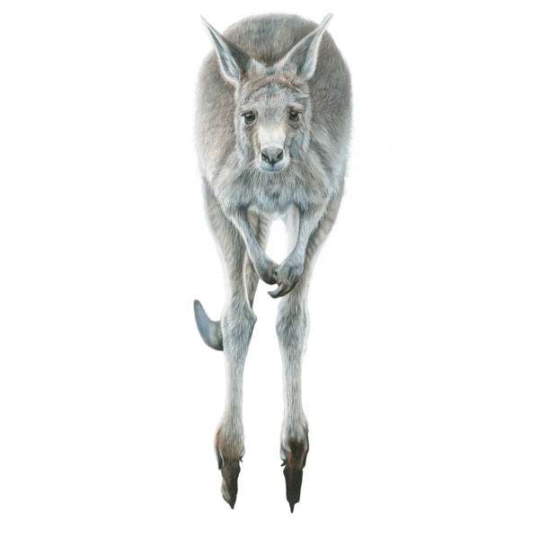 'Hop to it' Kangaroo Limited Edition Print - Harebell Designs