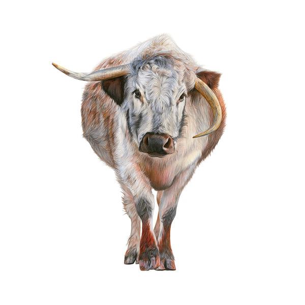 'Humphrey' Longhorn Cow Giclee Print - Harebell Designs