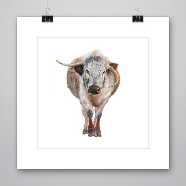 'Humphrey' Longhorn Cow Giclee Print - Harebell Designs