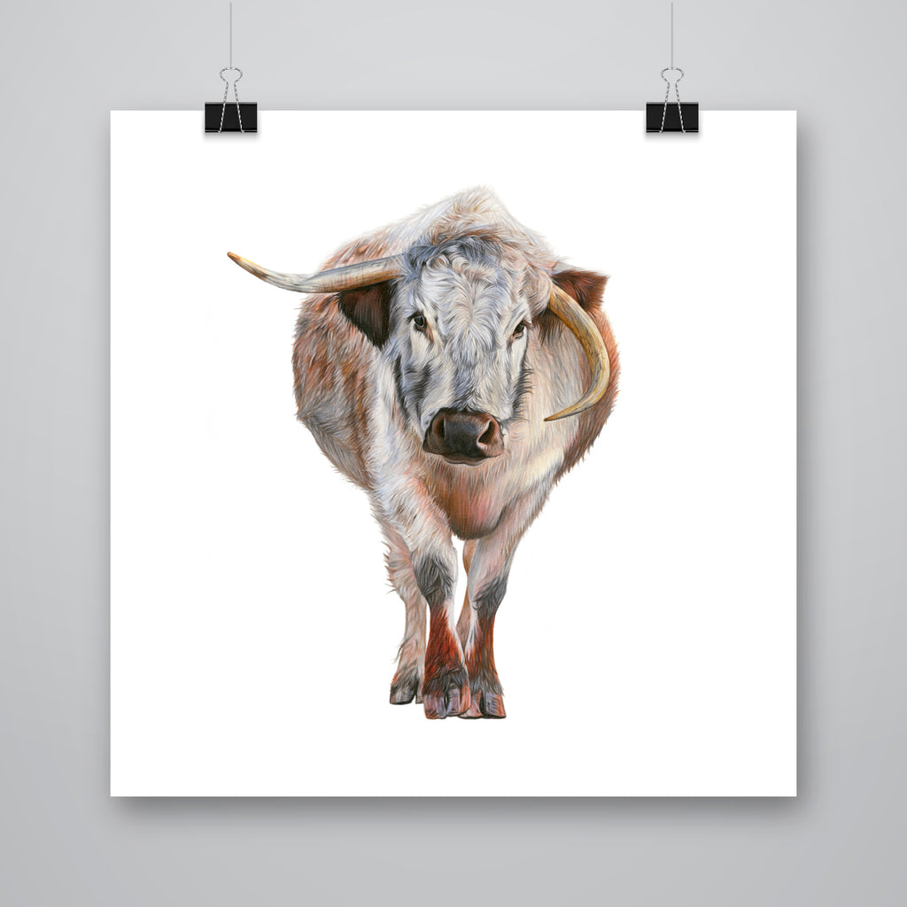 'Humphrey' Longhorn Cow Giclee Print - Harebell Designs