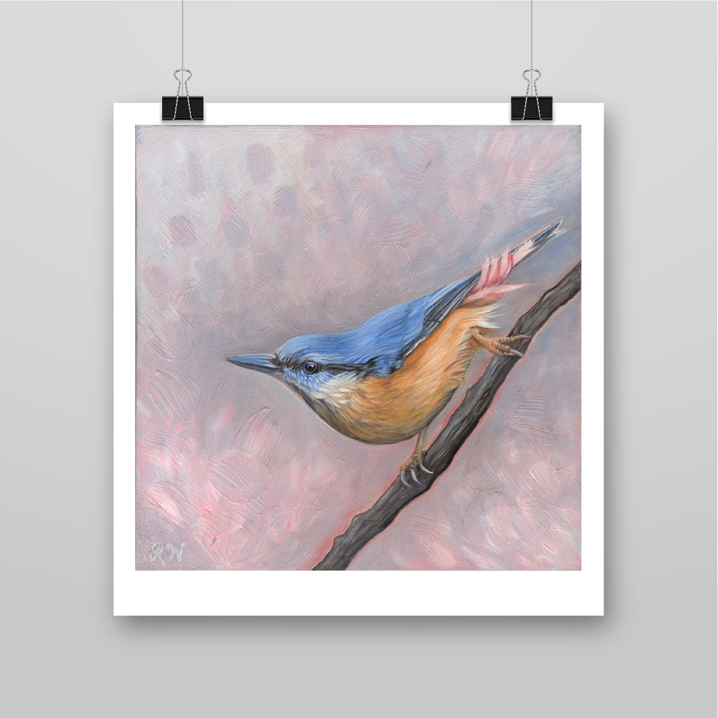 Curious Nuthatch