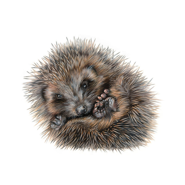 'Prickle' Hedgehog Giclee Print - Harebell Designs