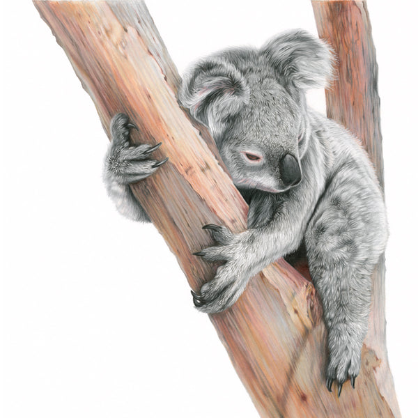 'Sleepy One' Koala Limited Edition Print - Harebell Designs