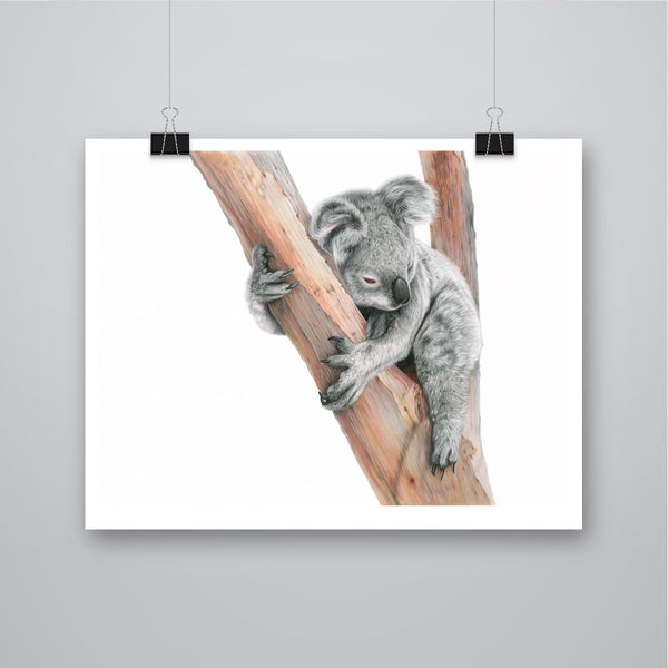 'Sleepy One' Koala Limited Edition Print - Harebell Designs