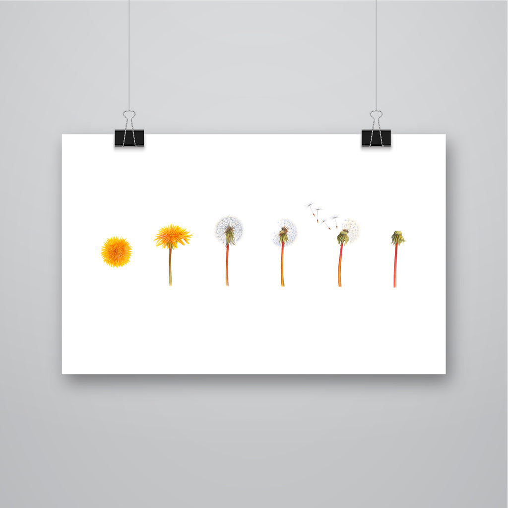 'Some see a Weed, I see a Wish' Dandelion Giclee Print - Harebell Designs