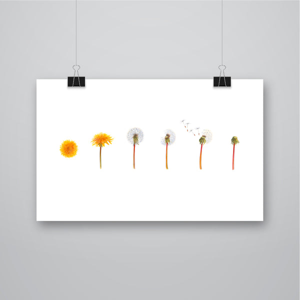 'Some see a Weed, I see a Wish' Dandelion Giclee Print - Harebell Designs