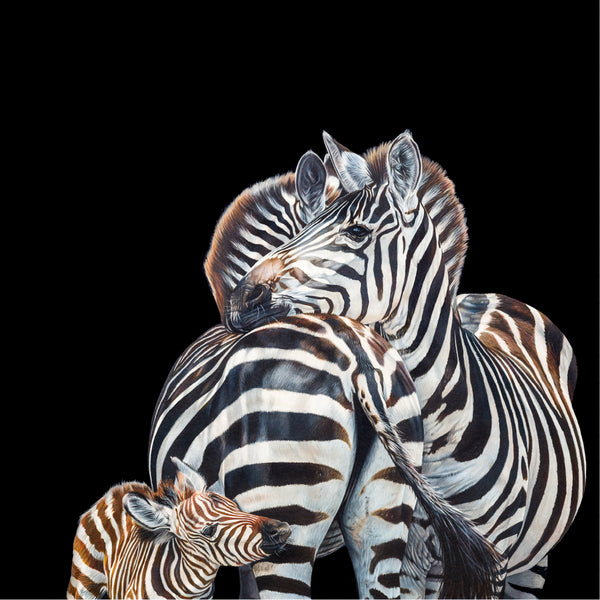 'Zebra Trio'